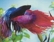 Care and feeding of the Betta 
Siamese fighting fish
