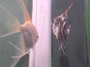 Angelfish for Sale.  Breeding Angelfish.  Freshwater and Saltwater Angelfish.  How to Care and Breed Angelfish.  Angel Fish Facts and Information.  Fresh Water and Salt water Live Angel Fish.  Blue, Cortez, Flame, Black, Marble, Asfur, Angelfish.  Anglefish, Angle fish. Breeding, Raising Angelfishes.