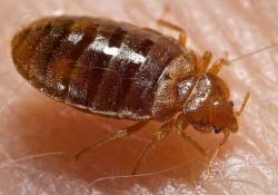 How to get Rid of Bedbugs