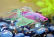 Information about the Care and feeding of the Betta 
Siamese fighting fish.  Plus aquariums and accessories for their keep and Well-being.  Betta Fish.