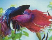 Information about the Care and feeding of the Betta 
Siamese fighting fish.  Plus aquariums and accessories for their keep and Well-being.  Betta Fish.
