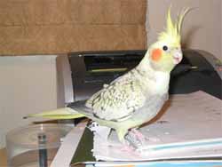 Cockatiel Training, Cages, Breeding, Behavior.  Cockatiel Care, Sexing, Toys, Health.  Cockatiel Cockatoo, Information, Cockatiel Bird Food and much more.