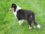 Collies and Border Collies.  Rough Collies, Standard Collies.  
Border and farm Collies.  Information about the Collie and Collie products.  AKC Collies.