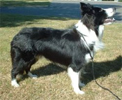 Collies and Border Collies.  Rough Collies, Standard Collies.  
Border and farm Collies.  Information about the Collie and Collie products.  AKC Collies.