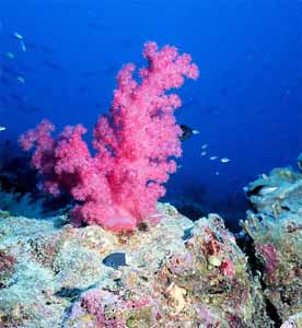 Live Coral for Sale.  Find all kinds and colors of Live Coral here.  Golden, Blue, Red, Black, Brain and much more. Care and Information about Live Coral for your Saltwater Aquarium.