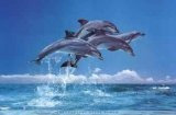Dolphins.  Dolphin facts, gifts, information and products.  Swim 
with the dolphins. Bedding, figurines and more.