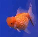 Live Goldfish, Gold Fish For Sale Online. Ryukin, Black Moor, Blackmoor, Bubble eye, Butterfly tail, Calico, Celestial eye, Fantail, Lionchu, Lionhead, Oranda, Panda Moor, Pearlscale, Pompom, Ranchu, Ryukin, Shubunkin, Telescope eye, Veiltail, Comet Goldfish and more.  Plus Goldfish, Gold Fish Information, Diseases, Breeding and How to Feed and take Care of your Goldfish.