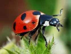Ladybugs for Sale