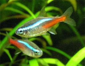 Neon Tetra Fish