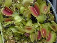 Venus Fly Traps for Sale.  Venus Fly Trap Seeds, Plants, Facts, Information.  How to grow and take care of a Venus Flytrap Plant.  Buy Venus Fly Traps and Seeds.